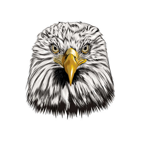 Bald eagle head portrait from a splash of watercolor, colored drawing, realisticのイラスト素材