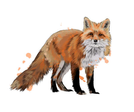 Fox from a splash of watercolor, colored drawing, realisticのイラスト素材