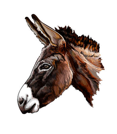 Donkey head portrait from a splash of watercolor, colored drawing, realisticのイラスト素材