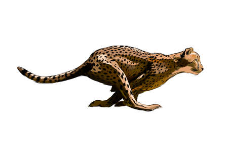 Cheetah from a splash of watercolor, colored drawing, realisticのイラスト素材