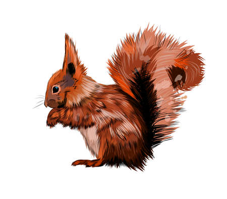 Eurasian red squirrel from a splash of watercolor, colored drawing, realisticのイラスト素材
