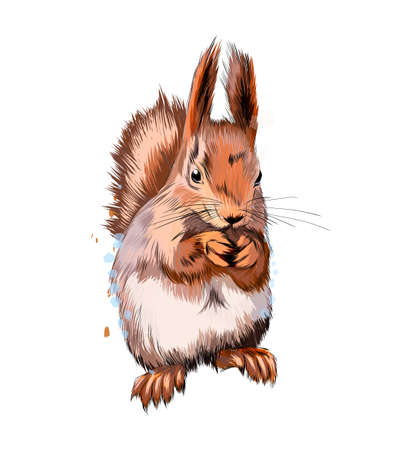 Eurasian red squirrel from a splash of watercolor, colored drawing, realisticのイラスト素材