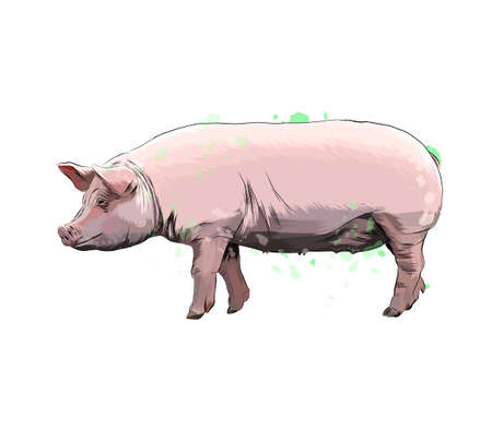 Pig from a splash of watercolor, colored drawing, realisticのイラスト素材
