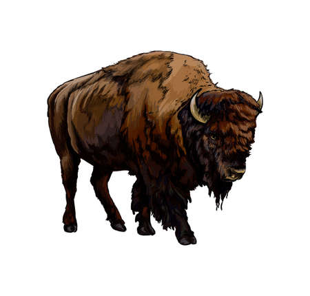 Bison, buffalo from a splash of watercolor, colored drawing, realistic