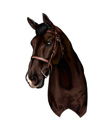 Horse head portrait from splash of watercolors, colored drawing, realisticのイラスト素材