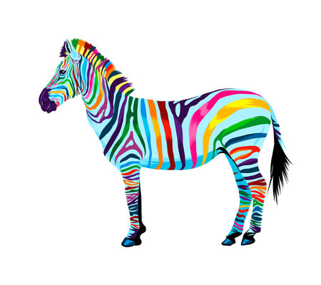Zebra from multicolored paints. Splash of watercolor, colored drawing, realisticのイラスト素材
