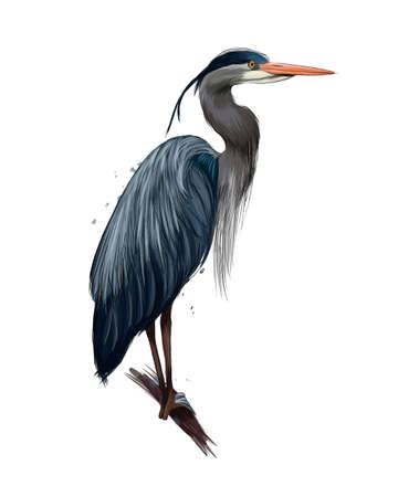 Egyptian heron, Great blue heron from multicolored paints. Splash of watercolor, colored drawing, realisticのイラスト素材