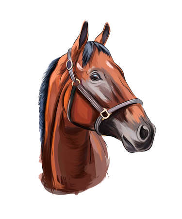 Horse head portrait from splash of watercolors, colored drawing, realisticのイラスト素材