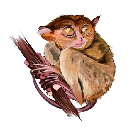 Lemur tarsier sitting on a branch from multicolored paints. Splash of watercolor, colorful drawing, realisticのイラスト素材