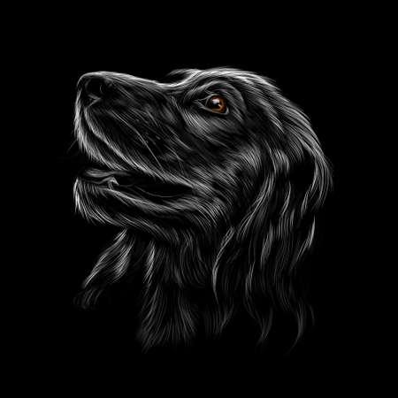 Head portrait of an English Cocker Spaniel on a black backgroundのイラスト素材