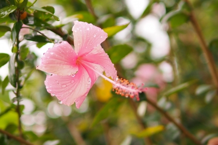 flowerの写真素材