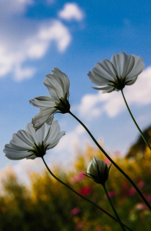 flowerの写真素材