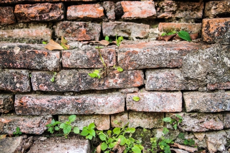 Brick wallの写真素材