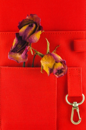 roseの写真素材