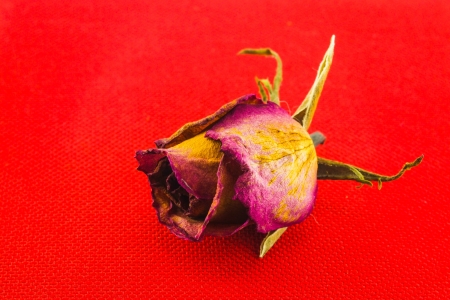 roseの写真素材