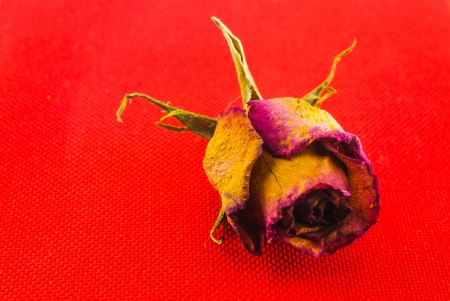 roseの写真素材