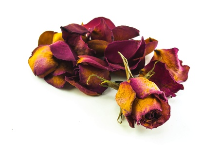 roseの写真素材