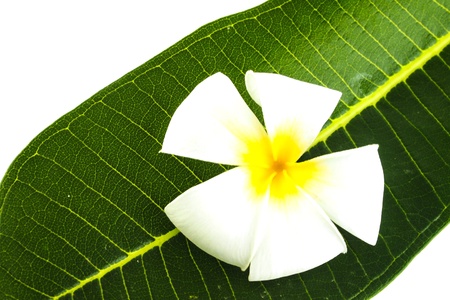 Frangipani treesの写真素材