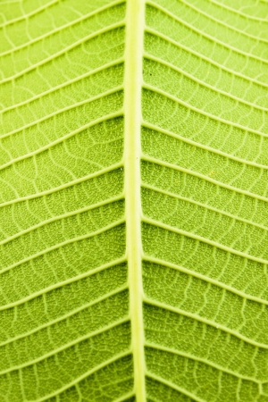 Frangipani treesの写真素材