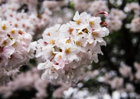 Sakuraの写真素材