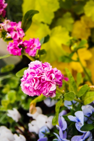 flowerの写真素材