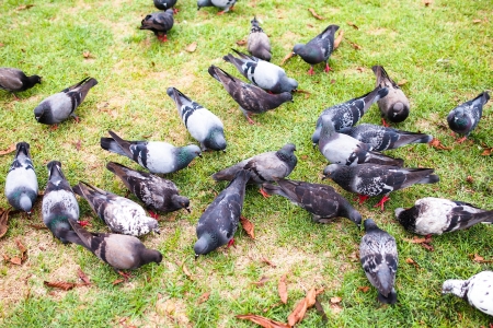 Pigeonの写真素材