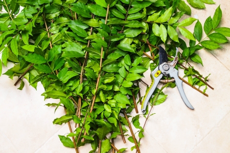 Cut branchesの写真素材