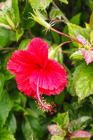 Hibiscus flowersの写真素材