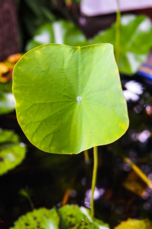 Lotus leafの写真素材