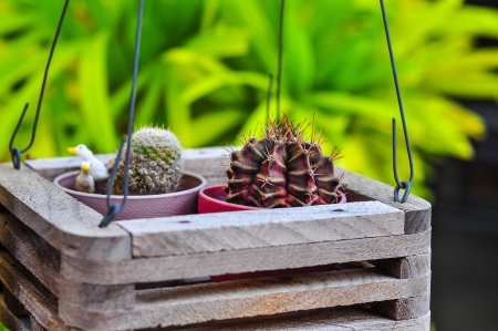 Cactusの写真素材