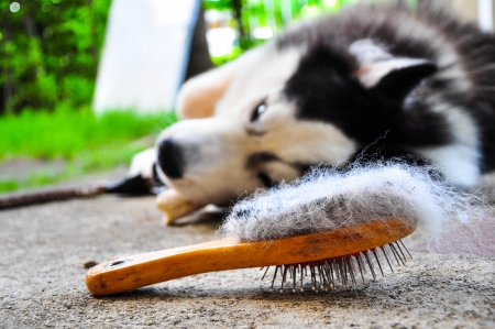 Brush the dogの写真素材