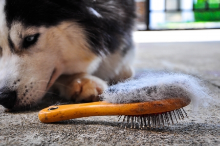 Brush the dogの写真素材