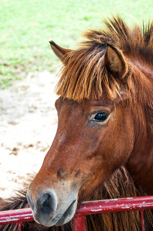 Dwarf horseの写真素材