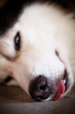 Sleeping Dog in closeup shot の写真素材