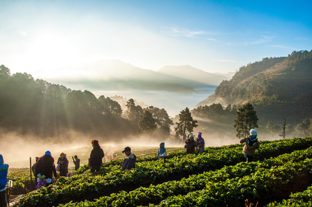 farm Straw berriesの写真素材