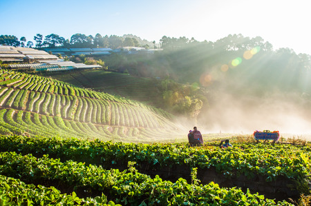 farm Straw berriesの写真素材