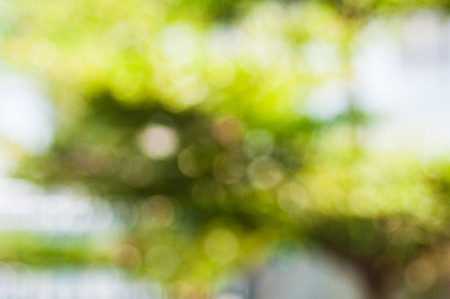 tree background with bokehの写真素材