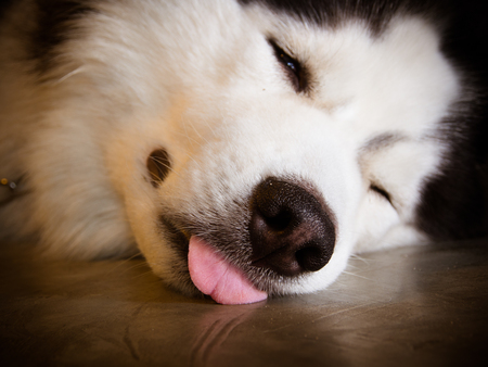 siberian huskyの写真素材