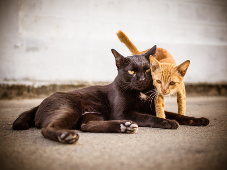 Poor stray cat paranoia