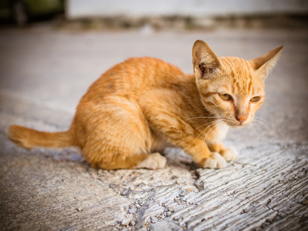 Poor stray cat paranoiaの写真素材