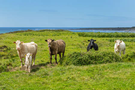Ushi-chan and I Cow and Iの写真素材