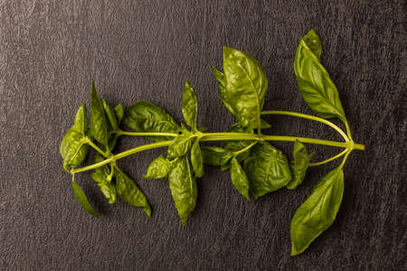 Herb Basil Organicly Grill herb basil leavesの写真素材