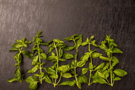 Herb Basil Organicly Grill herb basil leavesの写真素材