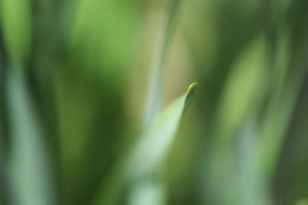 Grass Tip focusedの写真素材