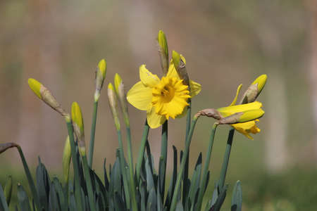 Yellow Daffodil Flowerの写真素材