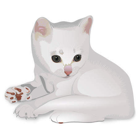 The white grey kitten on a white background lays and looks asideのイラスト素材