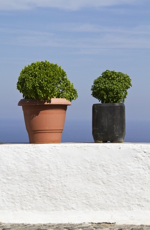 Two potted plants, Santorini, Greeceの写真素材