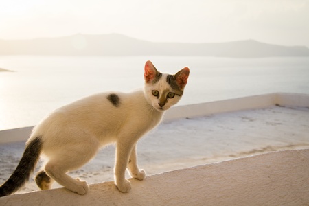 Greek cat in Thira, Santoriniの写真素材