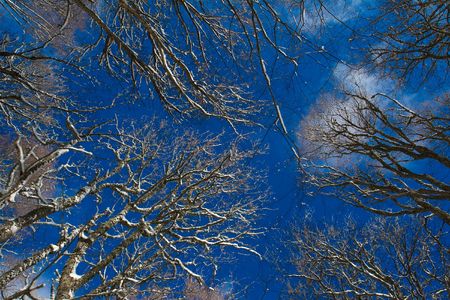 Winter treeの写真素材