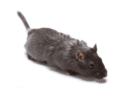 Funny rat on white backgroundの写真素材